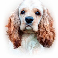 Схема вышивки «Собака»