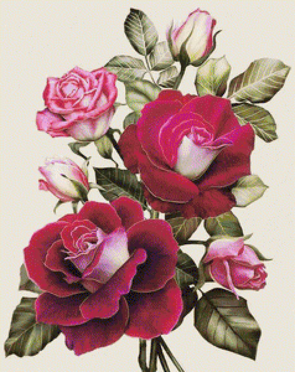 Розы - букеты, розы, гербарий, цветы - предпросмотр