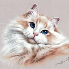 Схема вышивки «kotek»