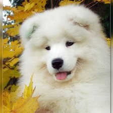 Схема вышивки «Собачка»