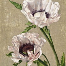 Схема вышивки «Белые маки»