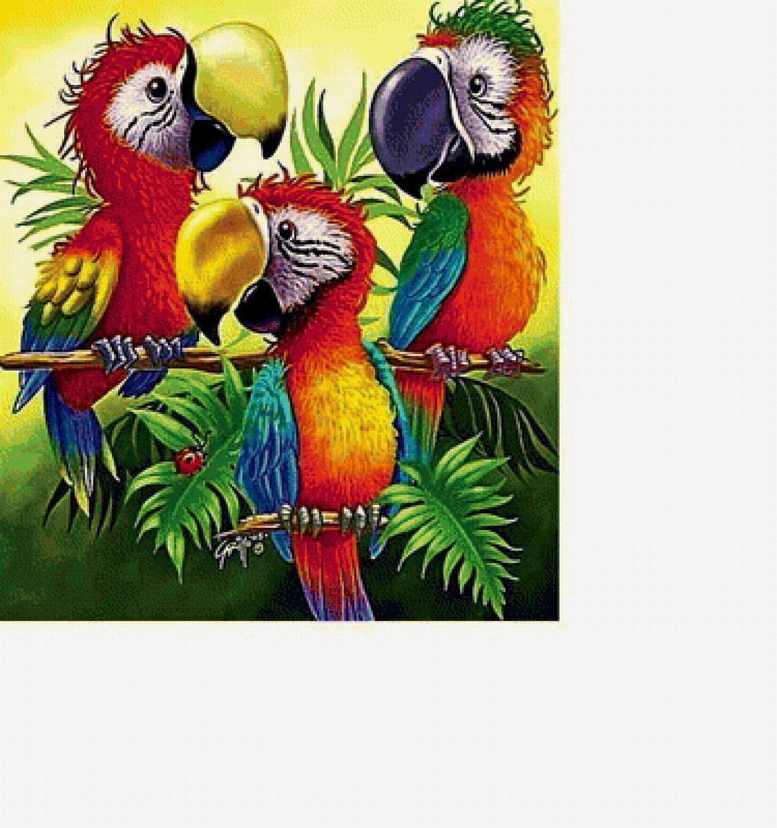 попугаи - предпросмотр