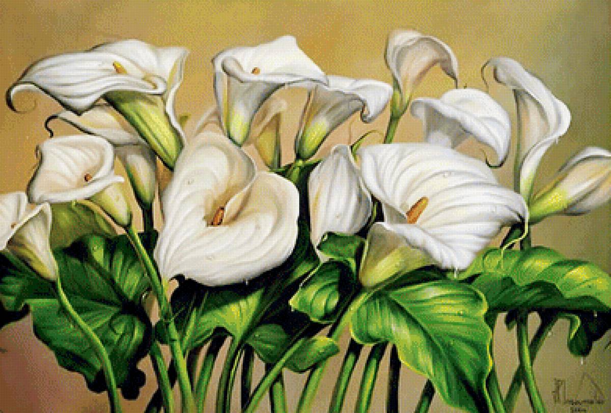 Каллы - цветы - предпросмотр