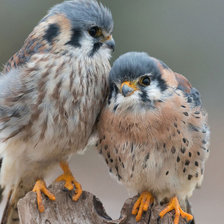 Схема вышивки «№1623802»