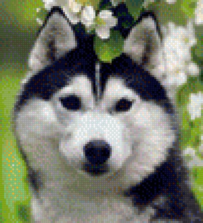 собаки - хаски - предпросмотр