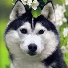 Схема вышивки «собаки»