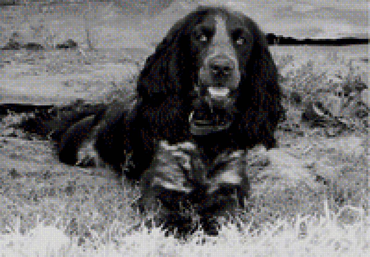 Берта - спаниель, собака - предпросмотр