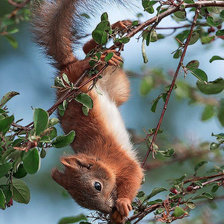 Схема вышивки «бельчонок»