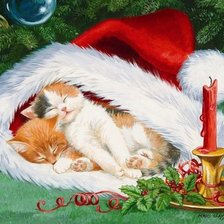 котята в новогодней шапке