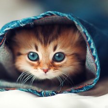 Схема вышивки «Котенок в штанине»