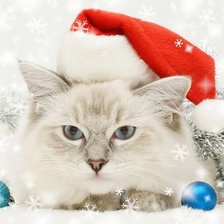 Схема вышивки «новогодний кот»