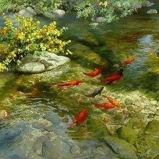 Красные рыбы