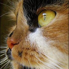 Схема вышивки «№1625328»