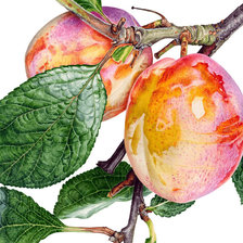 Схема вышивки «№1625628»