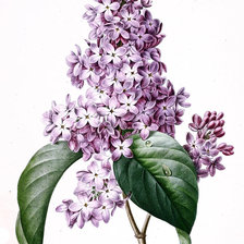 Схема вышивки «№1625761»