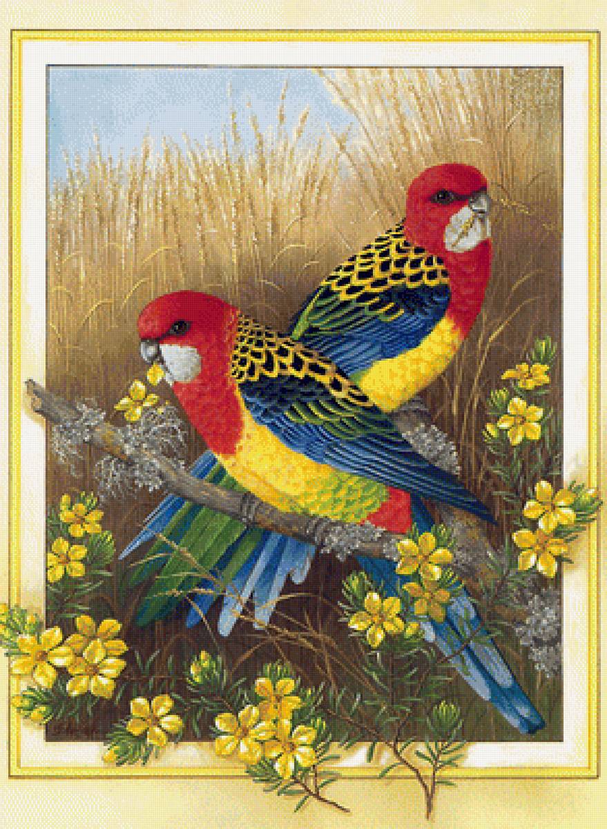 vtáci - предпросмотр