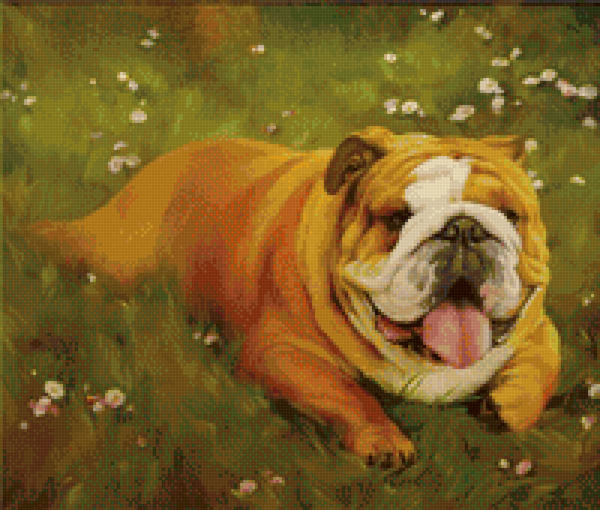 Бульдог - предпросмотр