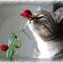 Схема вышивки «Кот»