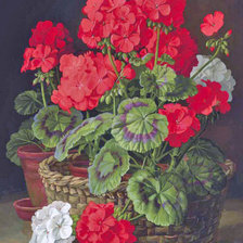 Схема вышивки «Gerânio»