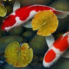 Схема вышивки «Карпы кои»