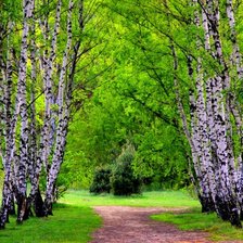 Схема вышивки «brezový háj»