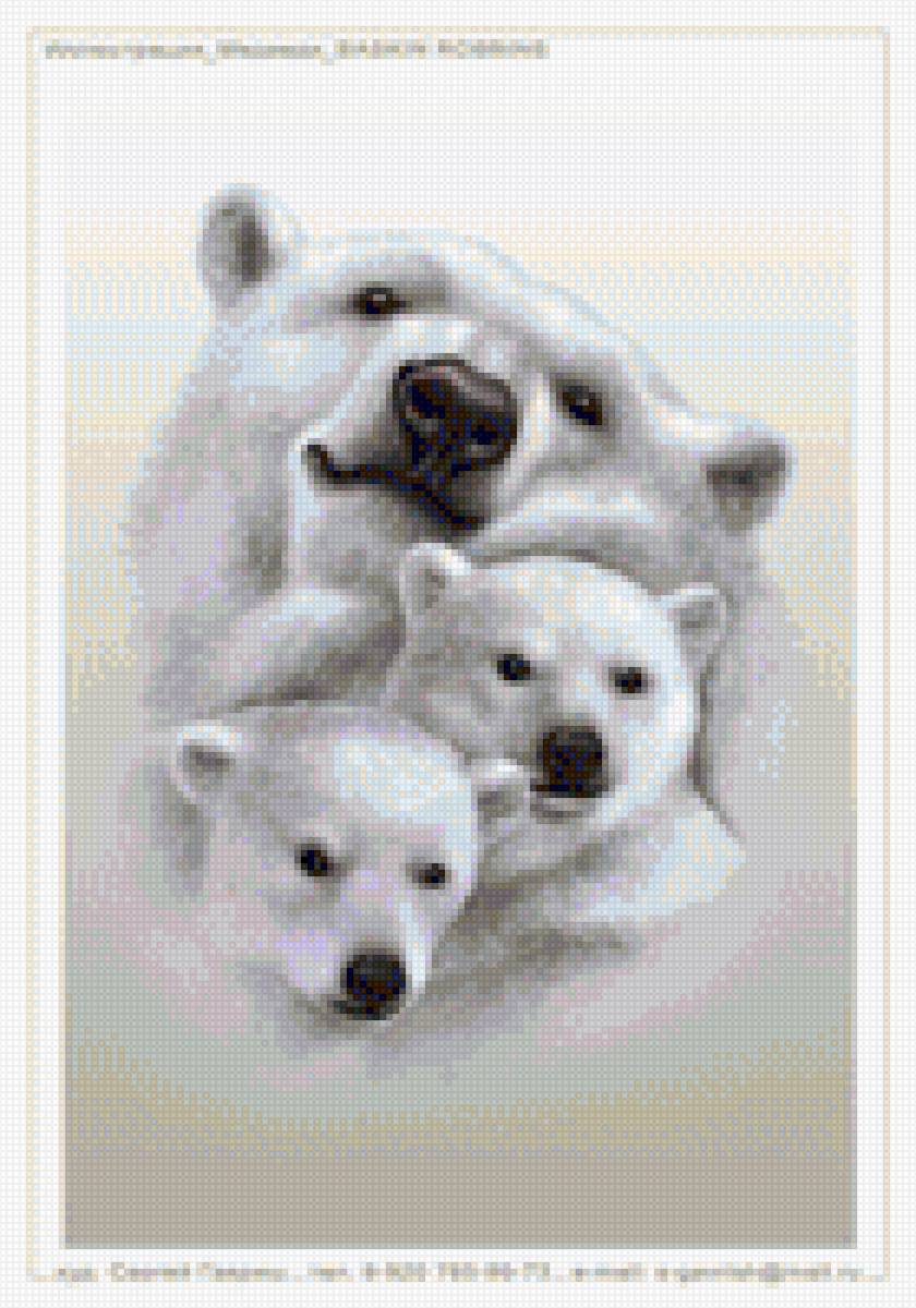 белые медведи - природа, зима - предпросмотр