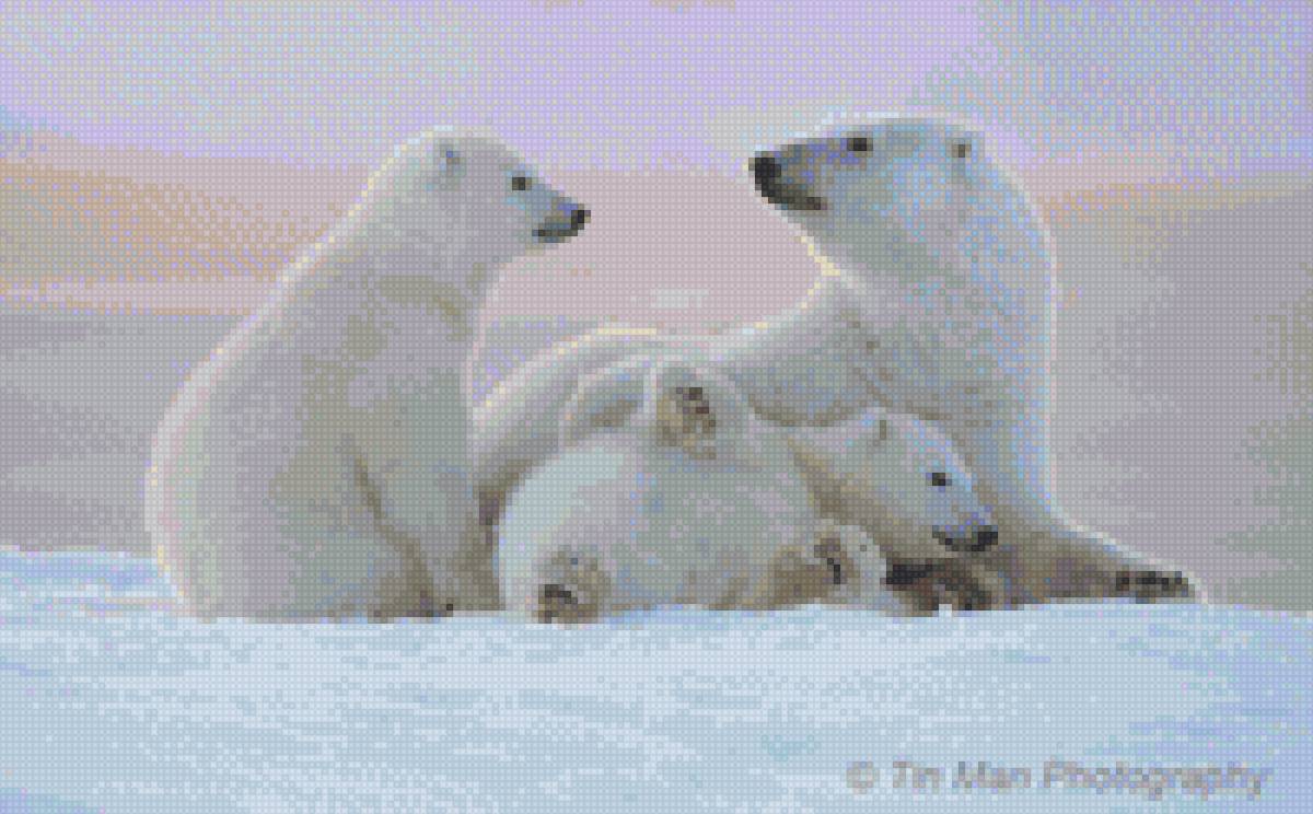 белые медведи - зима, сніг - предпросмотр