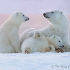 Схема вышивки «белые медведи»