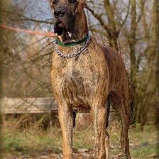 Схема вышивки «тигровый дог»