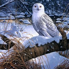 Схема вышивки «Белая сова»