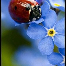 Схема вышивки «Ladybyg»