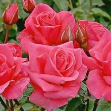 Схема вышивки «Красные розы»