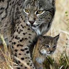 Схема вышивки «№1627942»