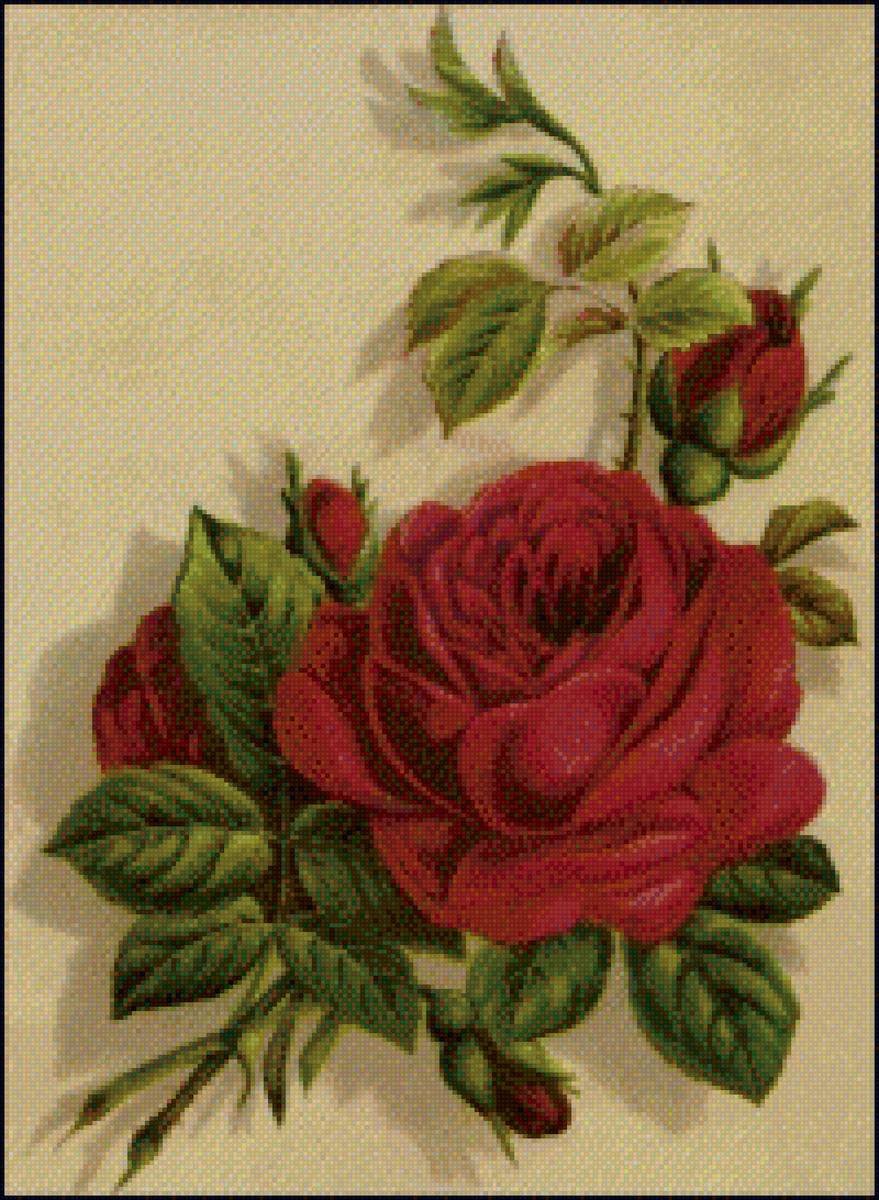 розочка - предпросмотр