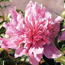 Схема вышивки «№1628279»