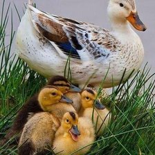 Утка с утятами