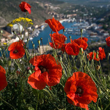 Схема вышивки «маки»