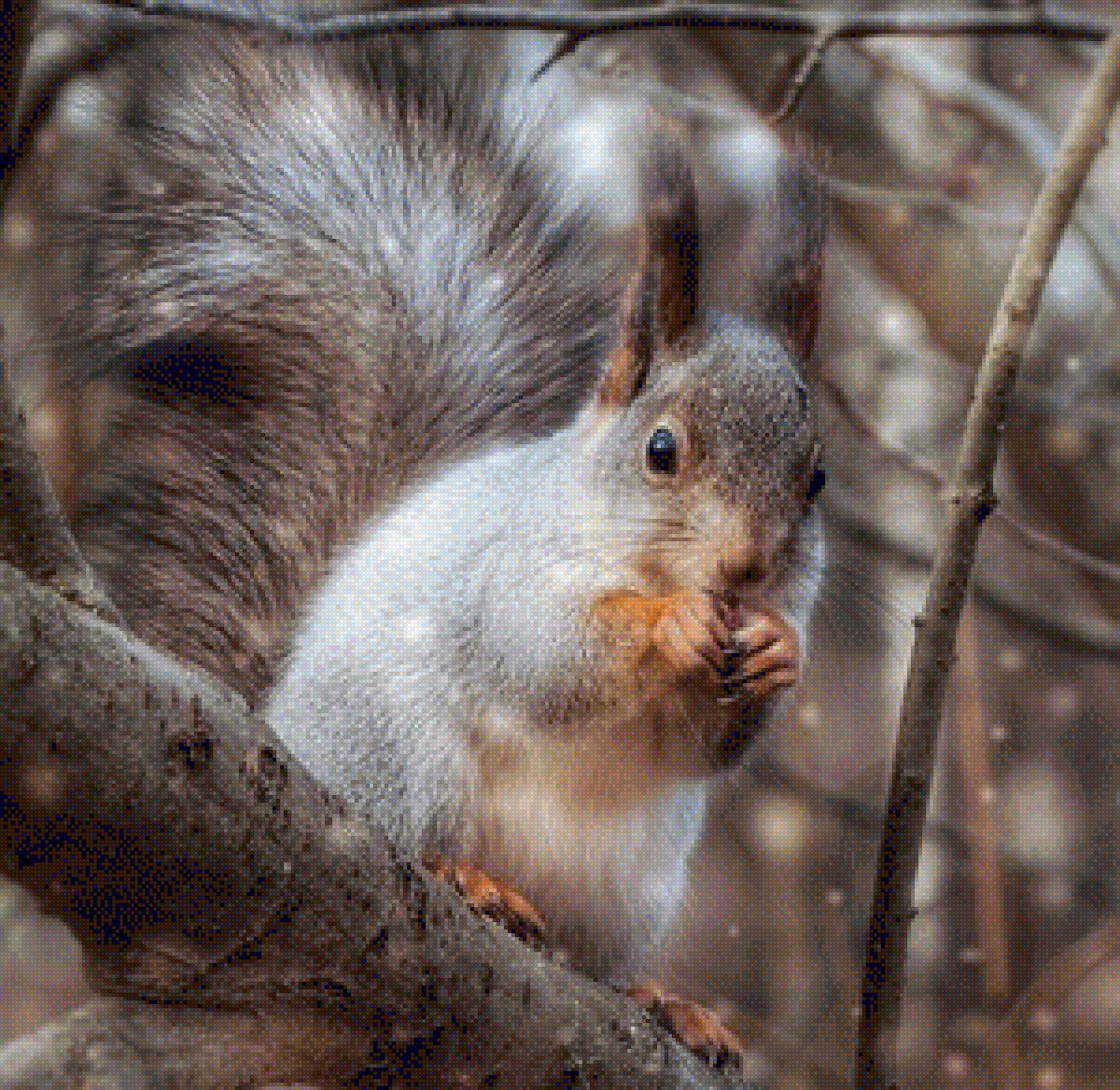 Белка - белка, орех, лес - предпросмотр