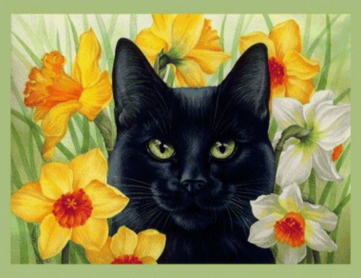 mačka,narcisy - предпросмотр