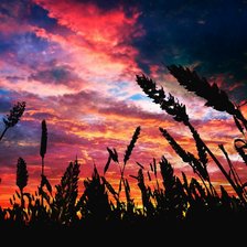 Схема вышивки «№1629511»