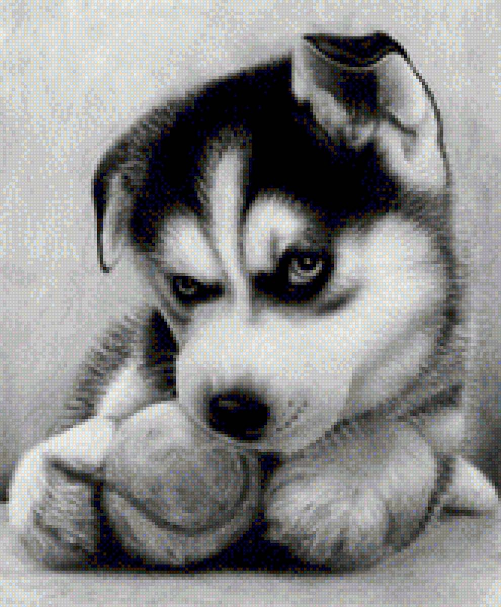 хаски - щенок, щенок хаски, хаски, собака - предпросмотр