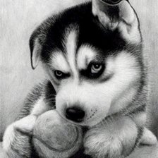 Схема вышивки «хаски»