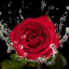 Схема вышивки «Розы»