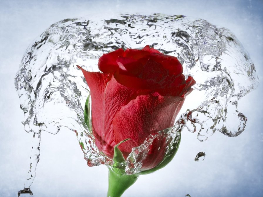 Роза цветок - цветы, розы - оригинал