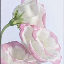 Схема вышивки «№1630797»