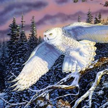 Схема вышивки «Полярная сова в полете»