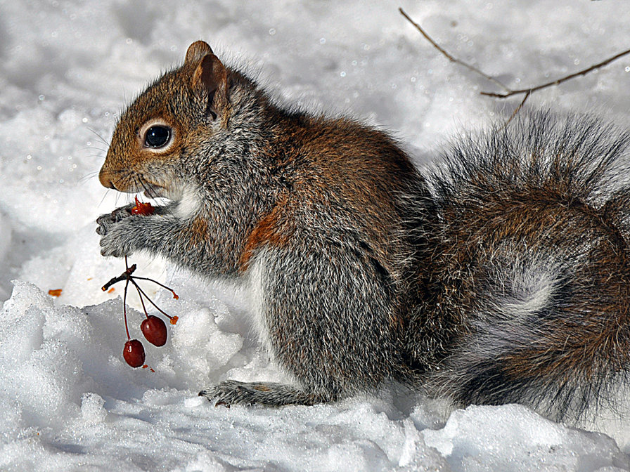 лесная сказка - оригинал