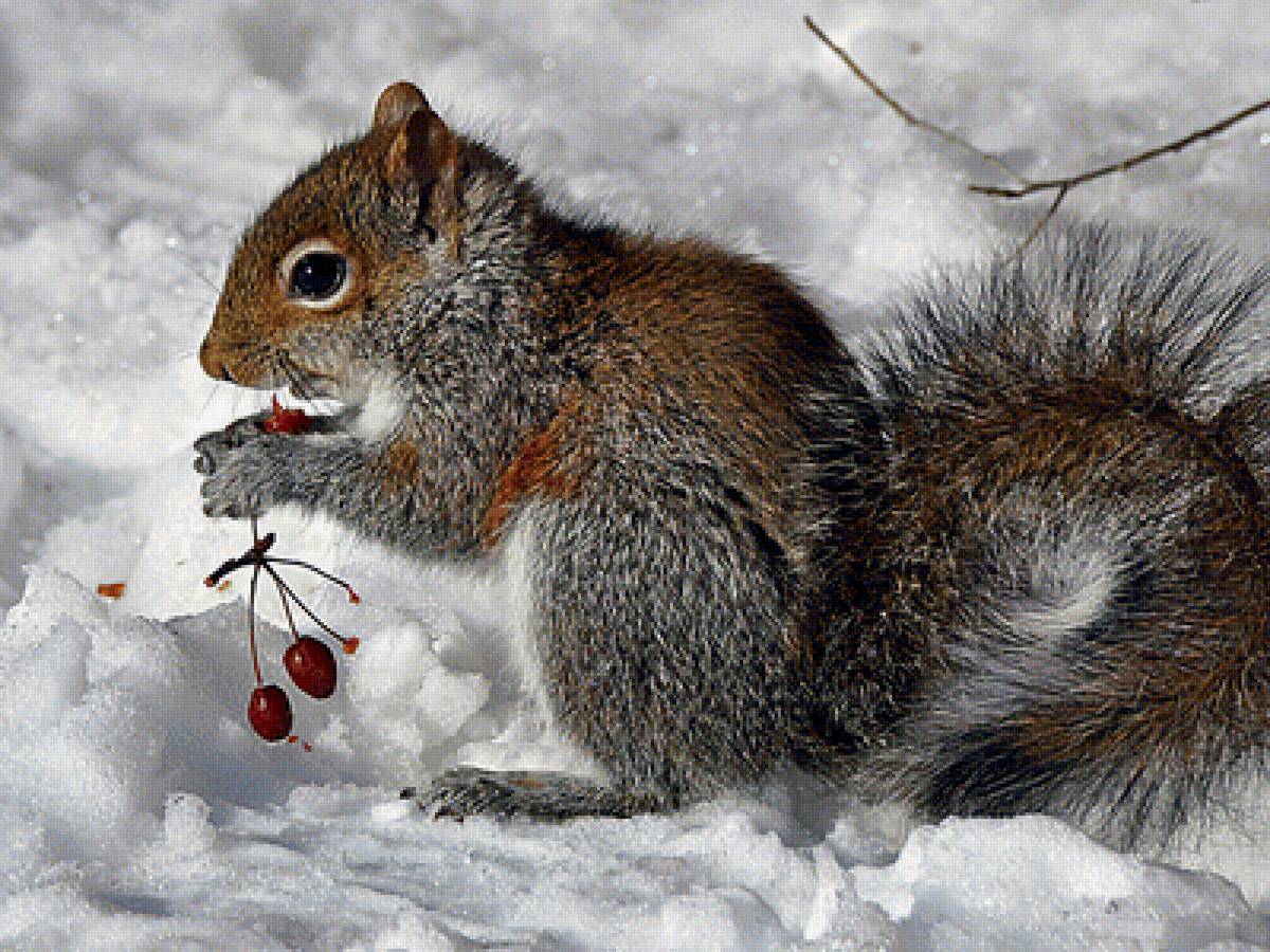 лесная сказка - предпросмотр