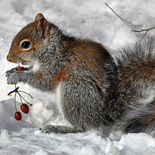 Схема вышивки «лесная сказка»