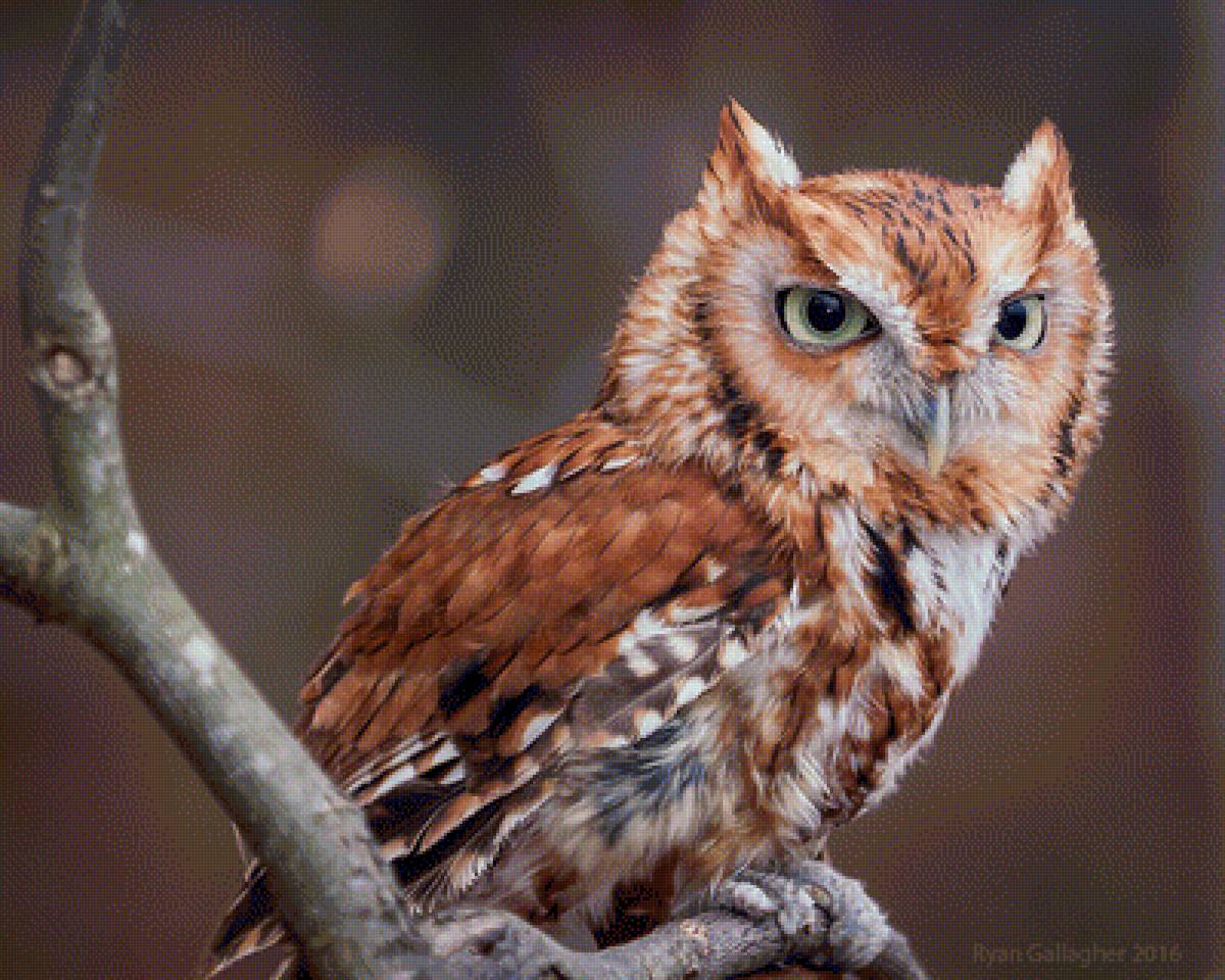 №1631350 - предпросмотр